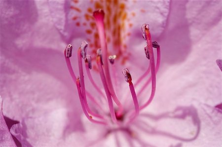 rose bay - Close-up (macro) of the bloom of rose-bay Foto de stock - Royalty-Free Super Valor e Assinatura, Número: 400-04746491