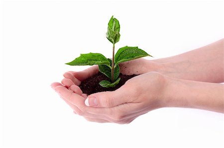 serezniy (artist) - Young plant in hand over white Stockbilder - Microstock & Abonnement, Bildnummer: 400-04746859