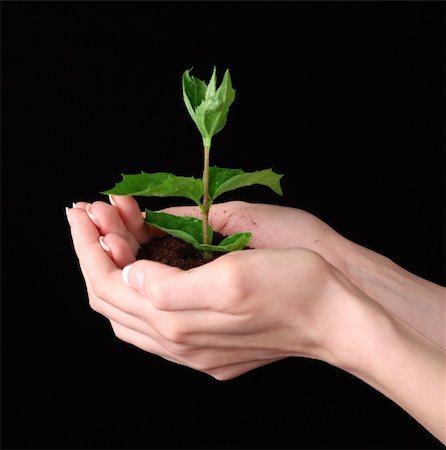 serezniy (artist) - Young plant in hand over black background Stockbilder - Microstock & Abonnement, Bildnummer: 400-04746867