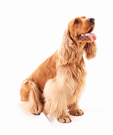 serezniy (artist) - Young cocker spaniel isolated on white Stock Photo - Budget Royalty-Free & Subscription, Code: 400-04746926