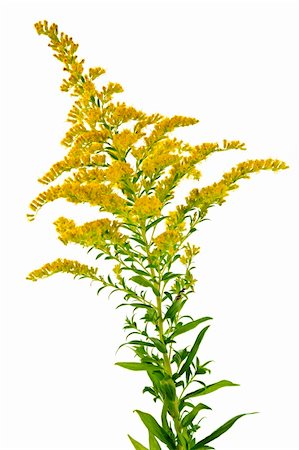 elenathewise (artist) - Blooming goldenrod plant isolated on white background Stock Photo - Budget Royalty-Free & Subscription, Code: 400-04746997