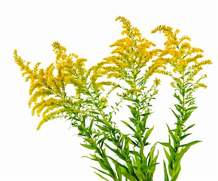 Blooming goldenrod plant isolated on white background Foto de stock - Royalty-Free Super Valor e Assinatura, Número: 400-04746998