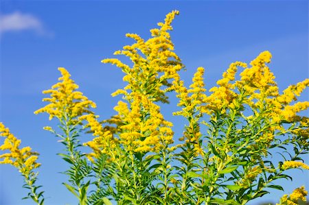Blooming goldenrod plant on blue sky background Foto de stock - Royalty-Free Super Valor e Assinatura, Número: 400-04746999