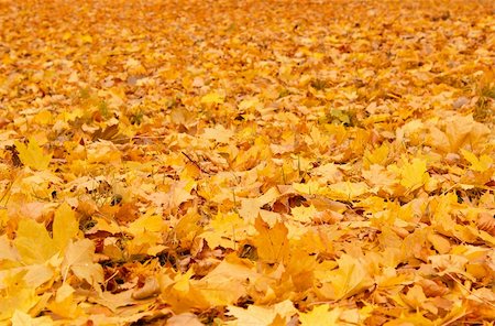 simsearch:400-04475632,k - Fall orange autumn leaves on ground background Foto de stock - Royalty-Free Super Valor e Assinatura, Número: 400-04747129