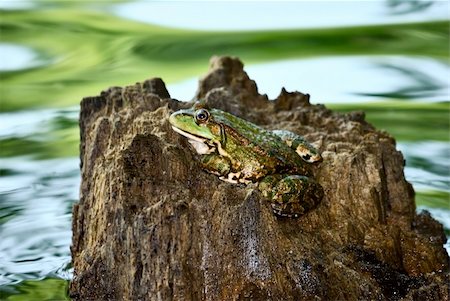 simsearch:400-05140602,k - frog in pond. nature wildlife Photographie de stock - Aubaine LD & Abonnement, Code: 400-04747417