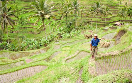 porte de la terasse - Rice farmer Wajan Kantun on his rice fields in Tegallalang, Bali , Indonesia Foto de stock - Super Valor sin royalties y Suscripción, Código: 400-04747634