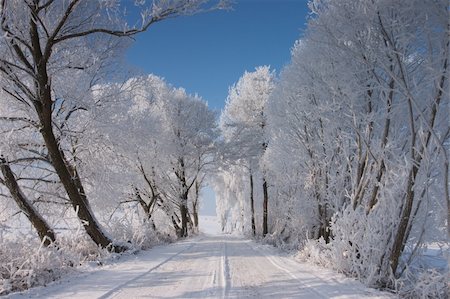 snowy road tree line - Empty road in winter Stock Photo - Budget Royalty-Free & Subscription, Code: 400-04747815