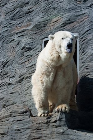 simsearch:400-04237135,k - Funny Old Polar Bear In Zoo Photographie de stock - Aubaine LD & Abonnement, Code: 400-04747816