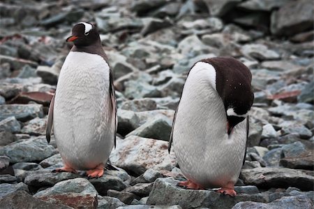 simsearch:400-04299219,k - two identical penguins resting on the stony coast of Antarctica Stock Photo - Budget Royalty-Free & Subscription, Code: 400-04747911