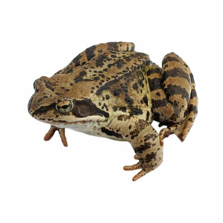 spotted frog - Brown Frog isolated on the white background Stock Photo - Budget Royalty-Free & Subscription, Code: 400-04748055