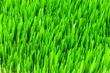 simsearch:400-05731622,k - Close up of green grass on summer day Stock Photo - Budget Royalty-Free & Subscription, Code: 400-04748139