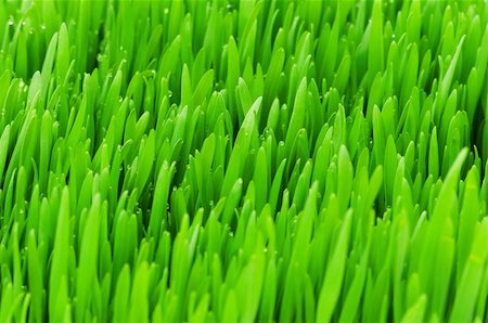 simsearch:400-05731622,k - Close up of green grass on summer day Stock Photo - Budget Royalty-Free & Subscription, Code: 400-04748141