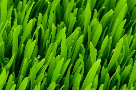 simsearch:400-05731622,k - Close up of green grass on summer day Stock Photo - Budget Royalty-Free & Subscription, Code: 400-04748150