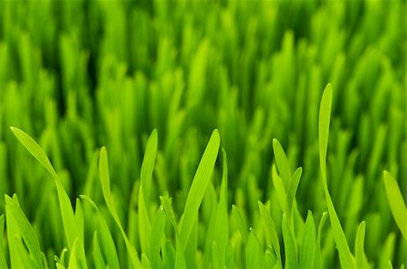 simsearch:400-05731622,k - Close up of green grass on summer day Stock Photo - Budget Royalty-Free & Subscription, Code: 400-04748200