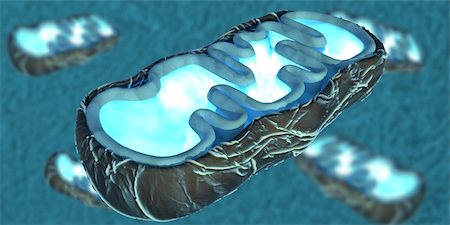 3D illustration of mitochondria, the energy providers of a eukaryotic cell Stockbilder - Microstock & Abonnement, Bildnummer: 400-04748507