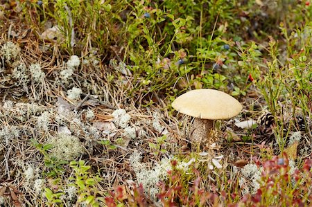 simsearch:649-07437090,k - Boletus mushroom in its natural habitat - fall Photographie de stock - Aubaine LD & Abonnement, Code: 400-04748545