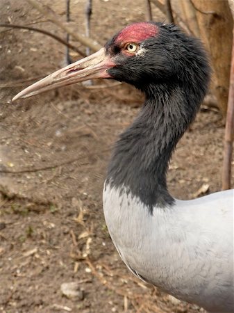 simsearch:400-04785685,k - Gray crane with black head at Moscow zoo Stock Photo - Budget Royalty-Free & Subscription, Code: 400-04748561
