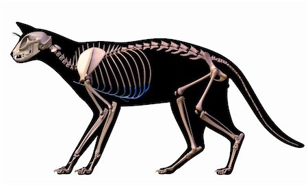 simsearch:400-04260749,k - Skeleton of a cat. Stockbilder - Microstock & Abonnement, Bildnummer: 400-04749187