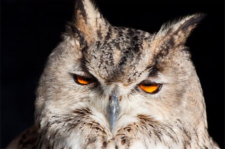 simsearch:400-06744568,k - Royal owl: complete classification Bubo Bubo - Aves - Neognata - Strigiformes - Striginae Fotografie stock - Microstock e Abbonamento, Codice: 400-04749210