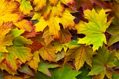 red canadian maple leafs background - Many leaves on the ground in an autumn wood Stock Photo - Budget Royalty-Free & Subscription, Code: 400-04749350