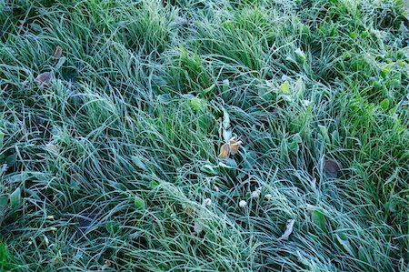 simsearch:6102-08184098,k - Frozen meadow grass photographed sunny autumn morning Foto de stock - Super Valor sin royalties y Suscripción, Código: 400-04749404