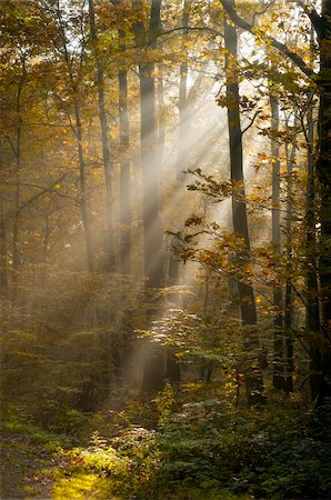 sunbeams filtered through leaves Fotografie stock - Microstock e Abbonamento, Codice: 400-04749420