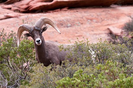 simsearch:400-04262308,k - Desert Bighorn Ram Sheep in Utahâ??s Zion National Park Stock Photo - Budget Royalty-Free & Subscription, Code: 400-04749586