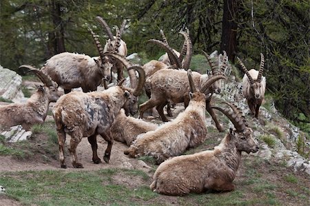 Gran Paradiso Park, Italy.  Capra Ibex in May. Stock Photo - Budget Royalty-Free & Subscription, Code: 400-04749690