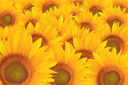 sopose (artist) - beautiful yellow Sunflower Stockbilder - Microstock & Abonnement, Bildnummer: 400-04749844