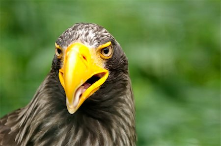 simsearch:400-06362898,k - Eagle closeup of head (Haliaeetus pelagicus) Fotografie stock - Microstock e Abbonamento, Codice: 400-04749859