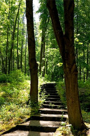 simsearch:400-05693840,k - Stairway through trees in early morning sunlight Stock Photo - Budget Royalty-Free & Subscription, Code: 400-04749930