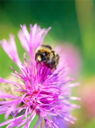 Bumblebee sitting on the violet thistle Stockbilder - Microstock & Abonnement, Bildnummer: 400-04740331