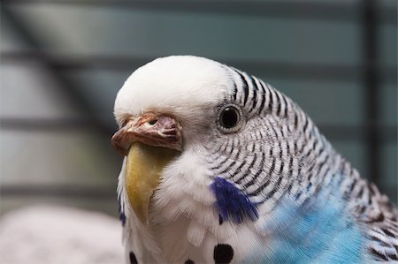 Australian Blue Parrot macro Photographie de stock - Aubaine LD & Abonnement, Code: 400-04740481