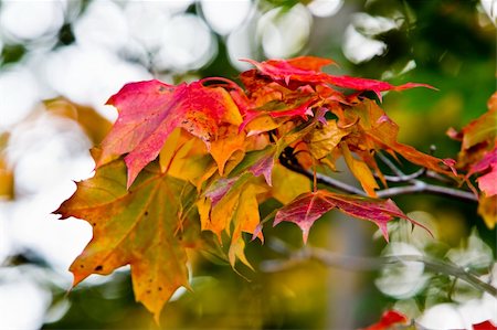 Maple leaves in beautiful autumn colours Foto de stock - Super Valor sin royalties y Suscripción, Código: 400-04740509