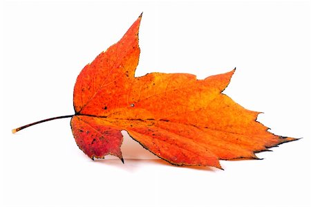 Brilliant color in details of fall leaves turned for autumn season Foto de stock - Super Valor sin royalties y Suscripción, Código: 400-04740510