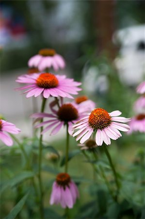 simsearch:400-07039820,k - Bunch of pink and purple echinacea flowers Stock Photo - Budget Royalty-Free & Subscription, Code: 400-04740635