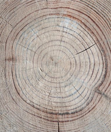 Cut tree with annual rings Foto de stock - Royalty-Free Super Valor e Assinatura, Número: 400-04740633