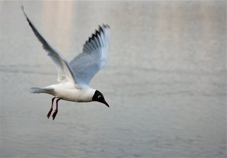 Black-headed gull flying over water surface Photographie de stock - Aubaine LD & Abonnement, Code: 400-04740667