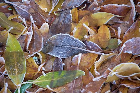 simsearch:400-03947729,k - Leaves with ice crystals on the ground Photographie de stock - Aubaine LD & Abonnement, Code: 400-04740660