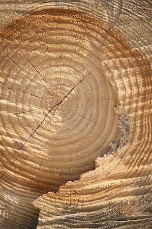 close up of cross section of an old tree with annual, rings. Photo taken in evening light, so the textue is emphasized by the shadows. Foto de stock - Royalty-Free Super Valor e Assinatura, Número: 400-04740689