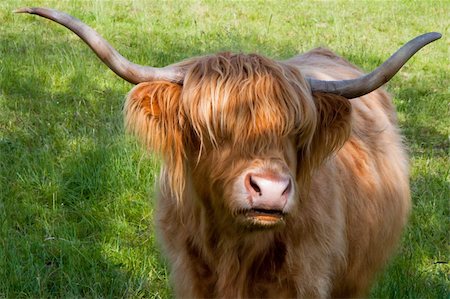 scottish cattle - Highland cattle on a meadow in the highlands Stock Photo - Budget Royalty-Free & Subscription, Code: 400-04740681