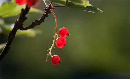 simsearch:400-04423672,k - Close up of red currants on a bush Stockbilder - Microstock & Abonnement, Bildnummer: 400-04740694