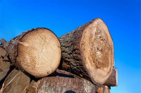 Pile of old logs from big trees against blue sky Stock Photo - Budget Royalty-Free & Subscription, Code: 400-04740696