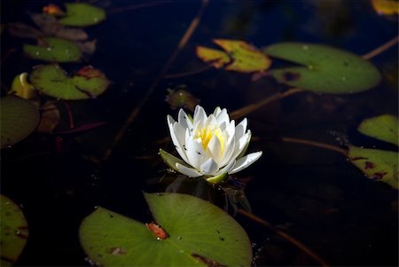 White water lily with flies in a small pond Stock Photo - Budget Royalty-Free & Subscription, Code: 400-04740726