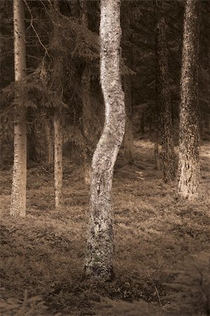 simsearch:400-04135705,k - Trunk of birch tre in spooky sepia forest Foto de stock - Royalty-Free Super Valor e Assinatura, Número: 400-04740732