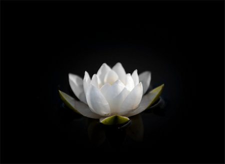 Water lily isolated on black Stock Photo - Budget Royalty-Free & Subscription, Code: 400-04740749