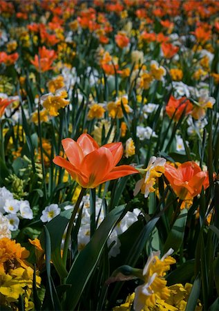 simsearch:400-04576781,k - Orange tulips in a park in spring Photographie de stock - Aubaine LD & Abonnement, Code: 400-04740740