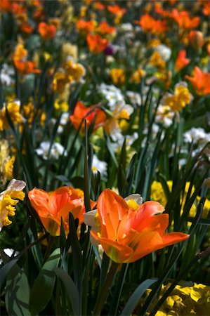simsearch:400-04576781,k - Orange tulips in a park in spring Photographie de stock - Aubaine LD & Abonnement, Code: 400-04740741