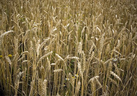 simsearch:400-04698173,k - Field with wheat or other cereal ready to harvest Photographie de stock - Aubaine LD & Abonnement, Code: 400-04740773
