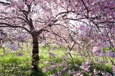 simsearch:400-05162269,k - Magnificent, beautiful flowering cherry tree in full bloom Stock Photo - Budget Royalty-Free & Subscription, Code: 400-04740787